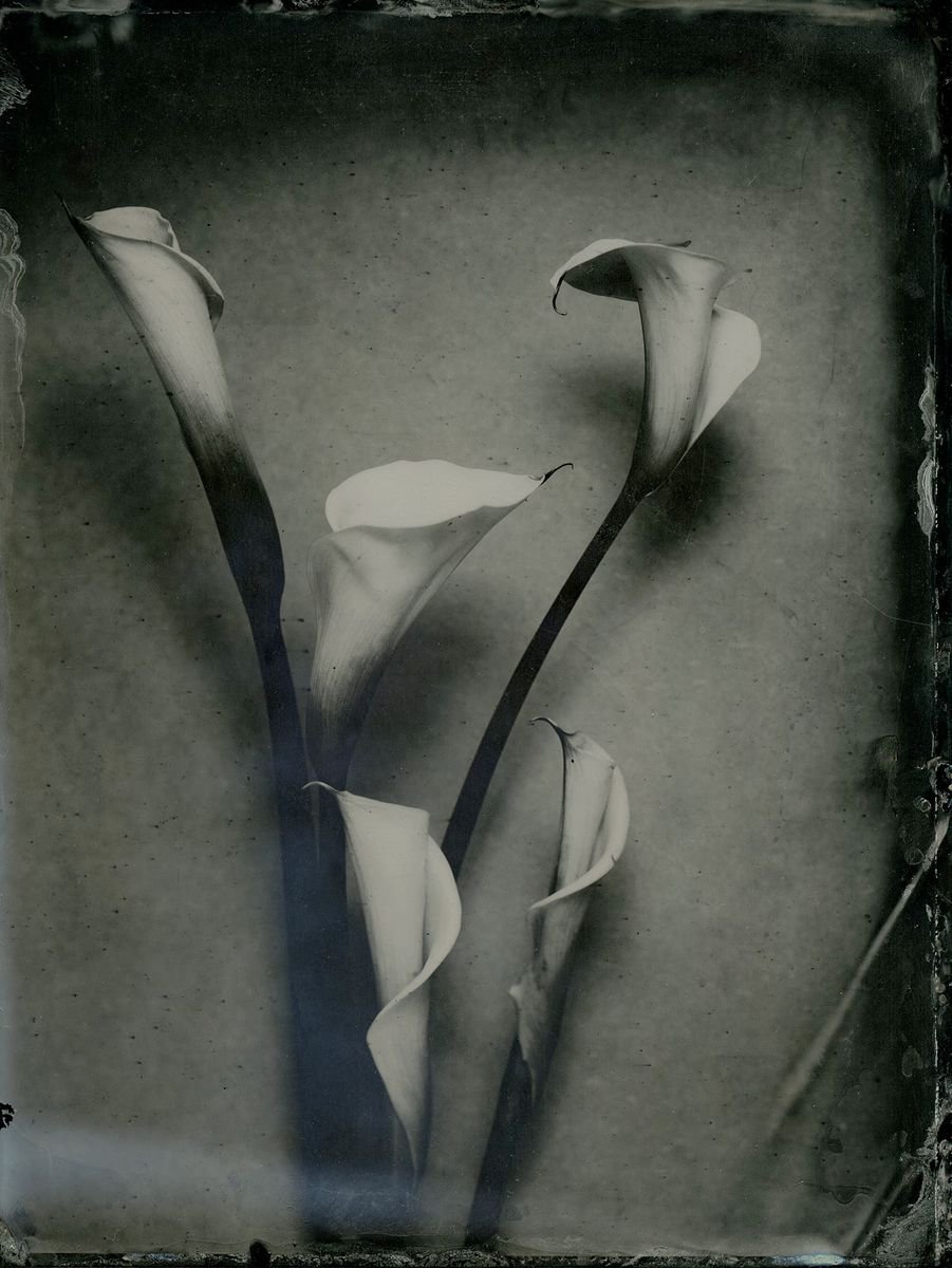 Photorealistic Botanical Photograph By Nicolas Laborie, 8 X 10", Lilies, Original Artwork