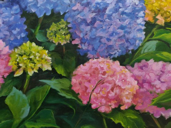 Hydrangea