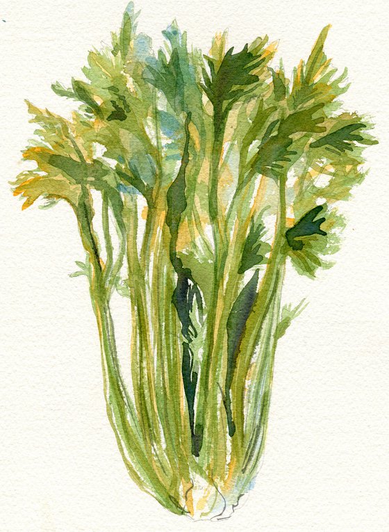 Celery watercolour study