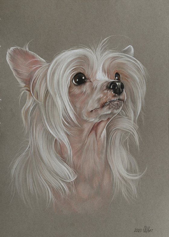 Pastel portrait Chinese Crested Dog