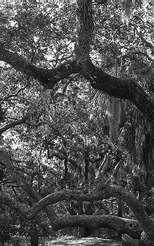 Live Oak 02 by Eugene Norris