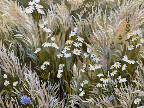 Meadow with Chamomile