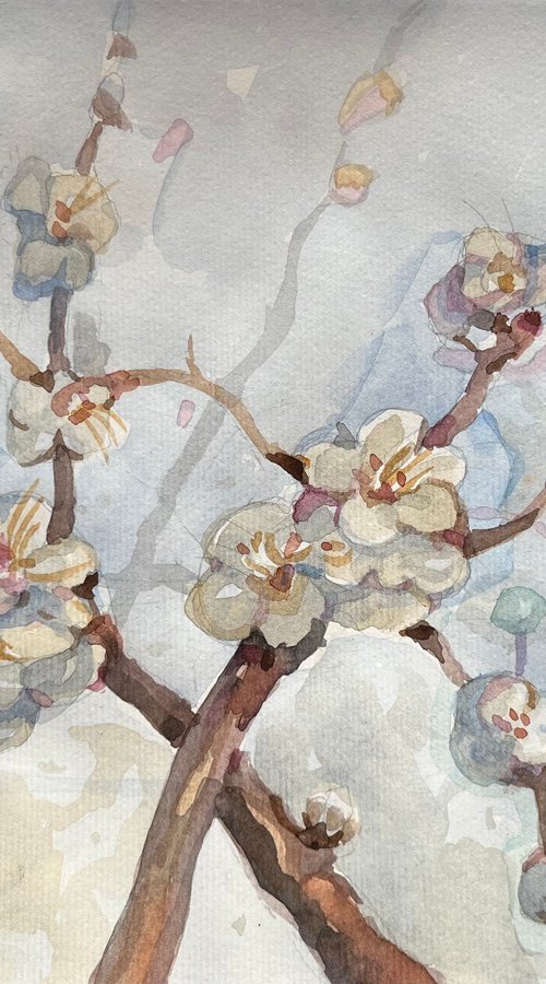 Sakura in bloom, an original watercolour artwork by Roman Sergienko
