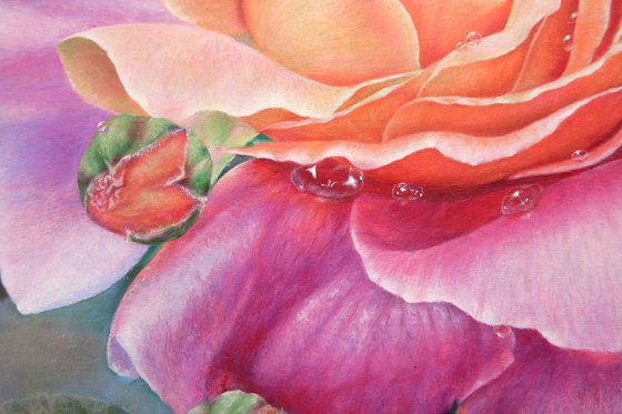 Rose at Dawn