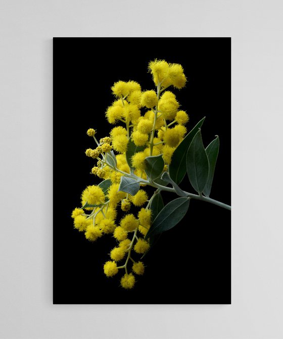 Pearl Acacia