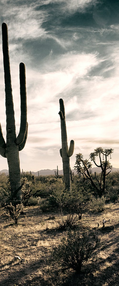 Saguaro Cactus, Sonoran Desert by Heike Bohnstengel