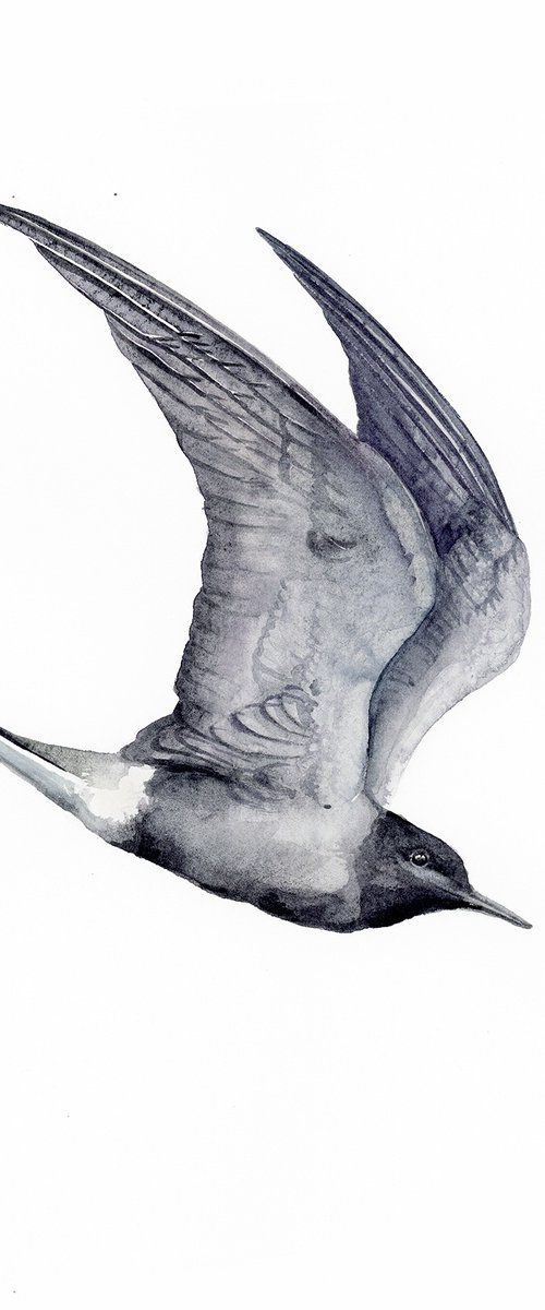 Black tern by Karolina Kijak