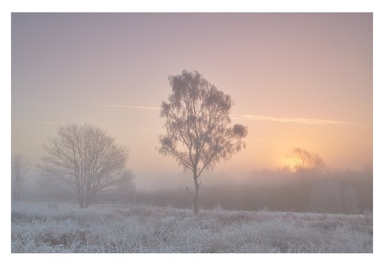Frosty Tree At Sunrise