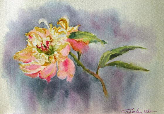 Withering peony