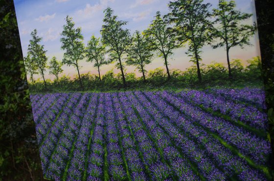 Lavender Fields at Dusk