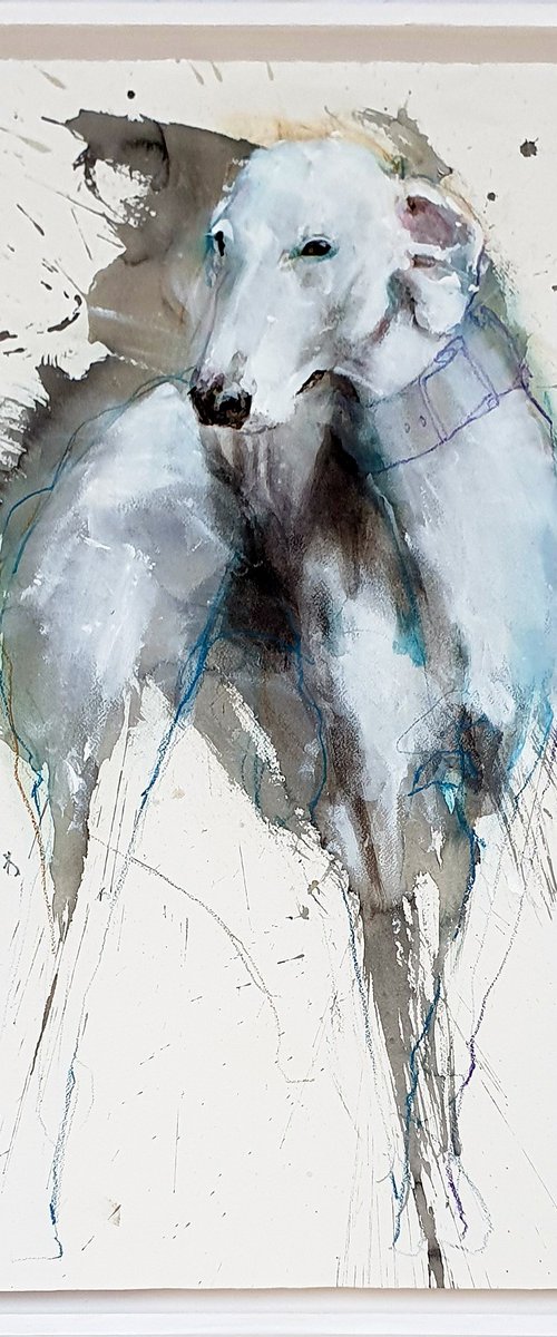 Greyhound portrait by Laurent Bergues