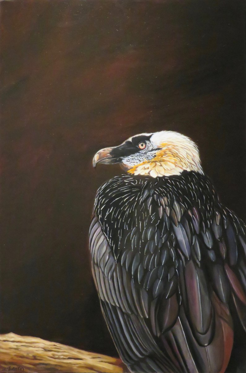 Bearded vulture by Anne Zamo