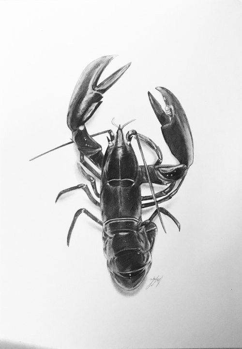 Lobster by Amelia Taylor