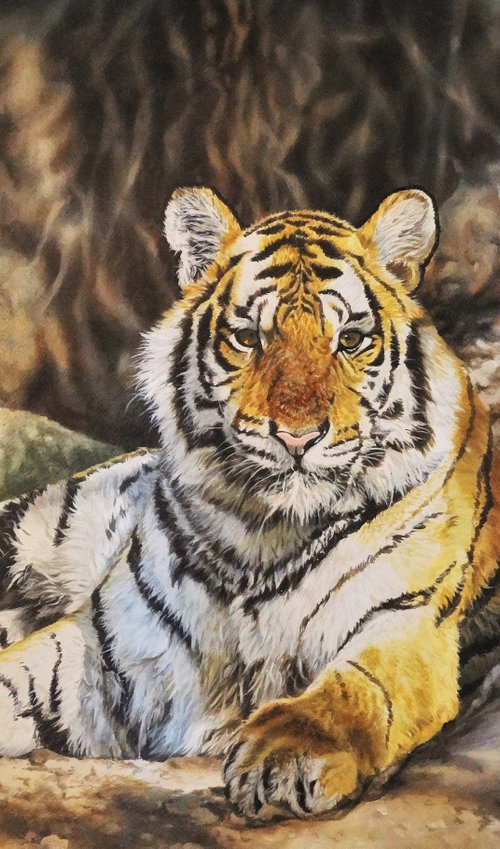 Watching you,Royal Bengal Tiger by Julian Wheat