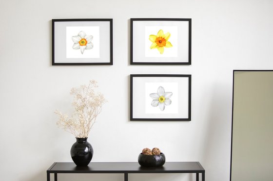 Yellow Narcissus Daffodil Fortissimo. Original Watercolor painting