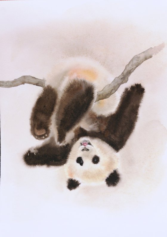 Baby panda - panda bear cub