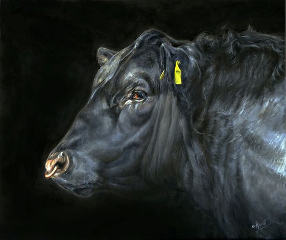 Aberdeen Angus bull head