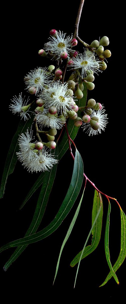 White Gum Blossoms by Nadia Culph