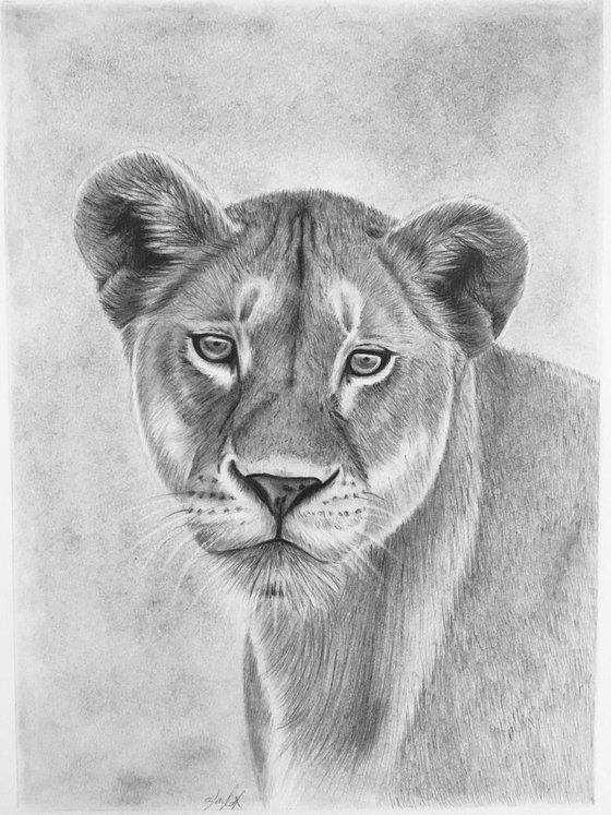 Lioness