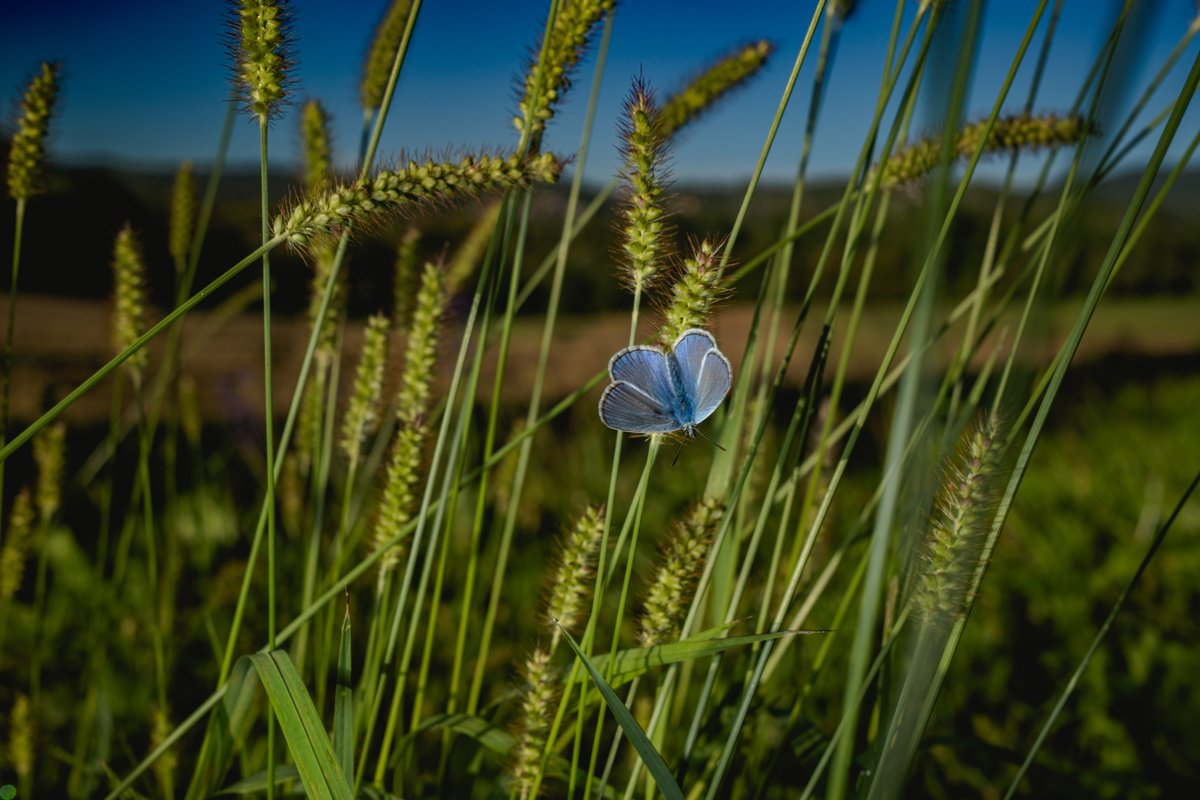Photorealistic Animal Photograph By Oana M. Bakovic, 33 X 23", True Blue, Original Artwork