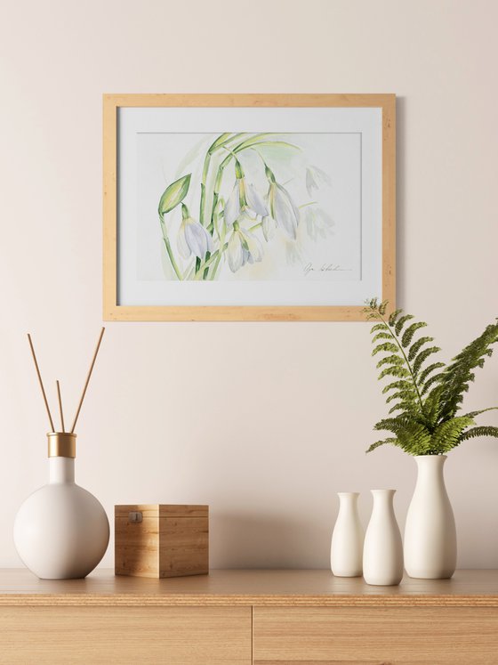 Tender Snowdrops