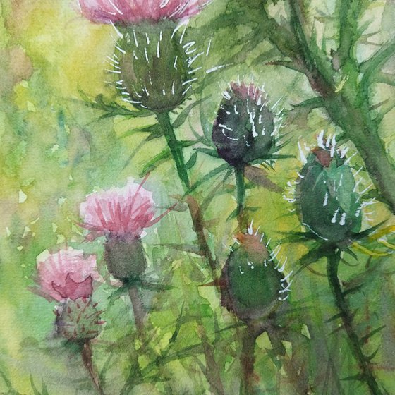 Scottish Thistle bush