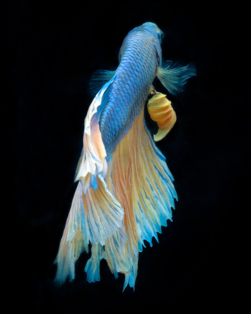 Photorealistic Animal Photograph By Michael Filonow, 26 X 32", Betta 93, Original Artwork