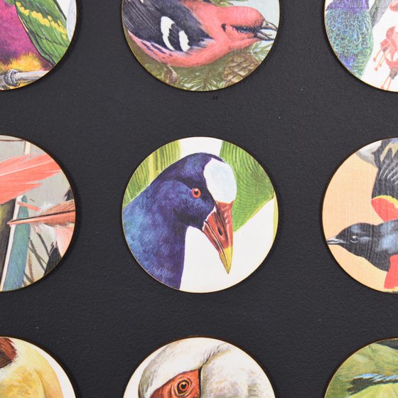 Encyclopedia Of Birds