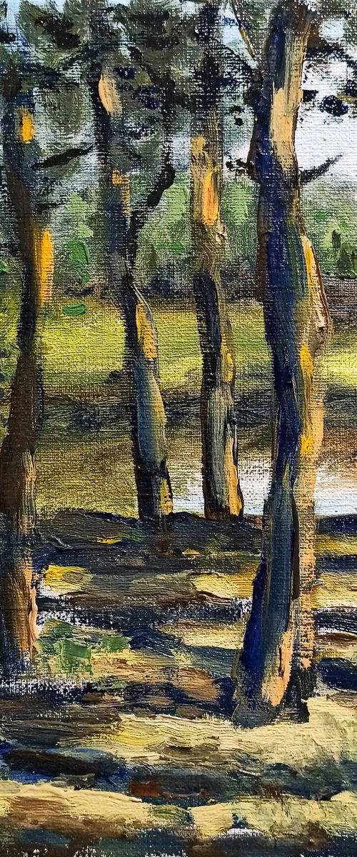 Pine trees on the coast by Oleh Rak