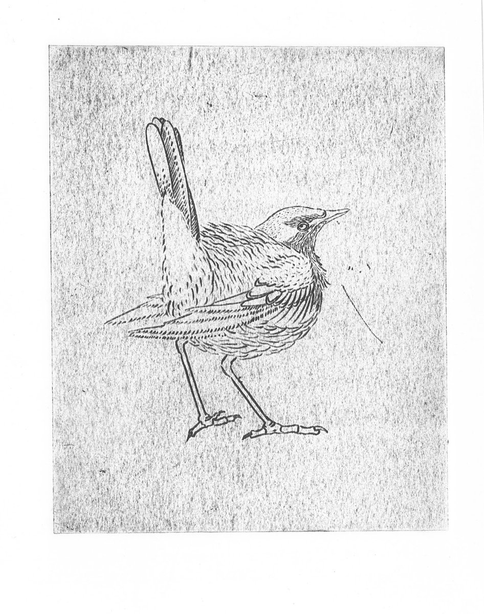 Western yellow wagtail dry point by Karina Danylchuk