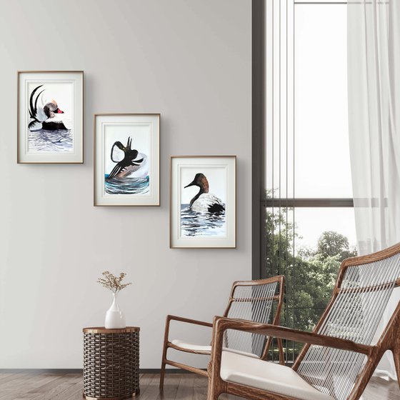 3 Wild drakes Mallard duck