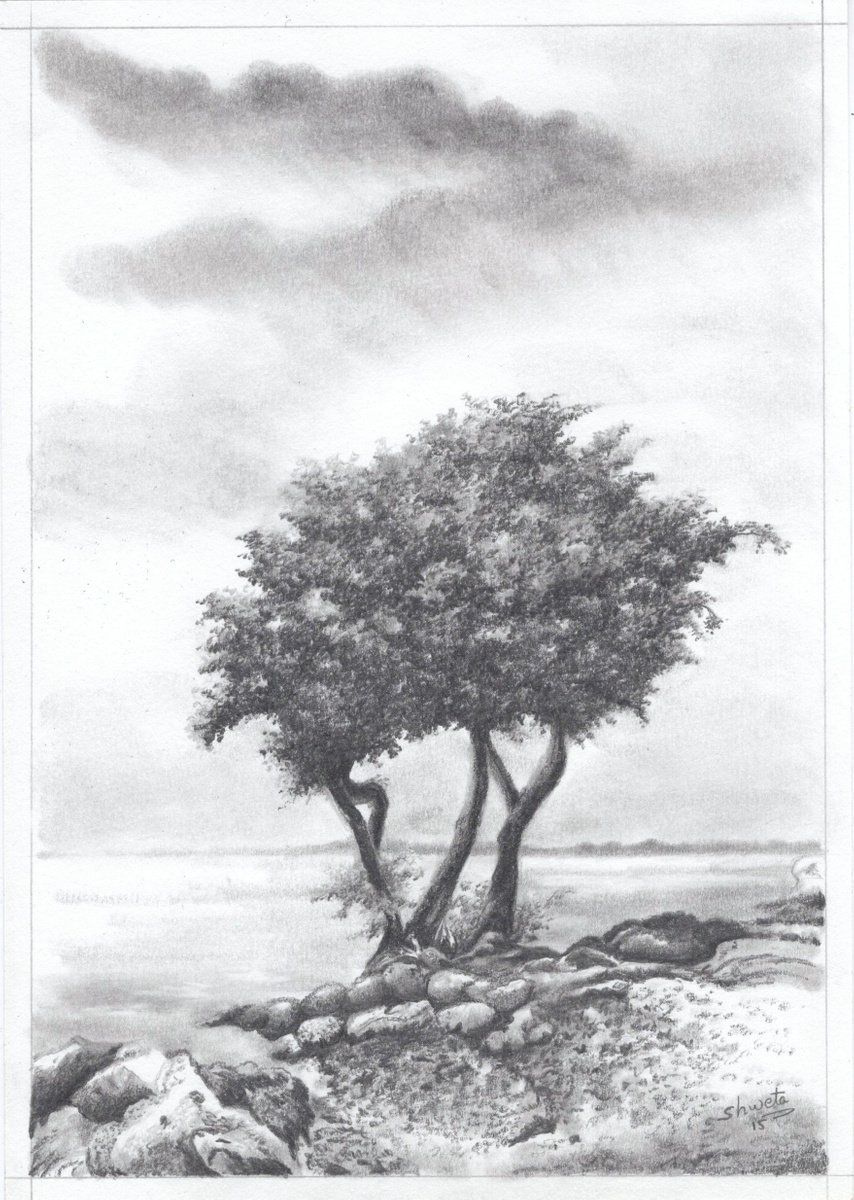 Monterey Cypress Tree Drawing by Shweta Mahajan