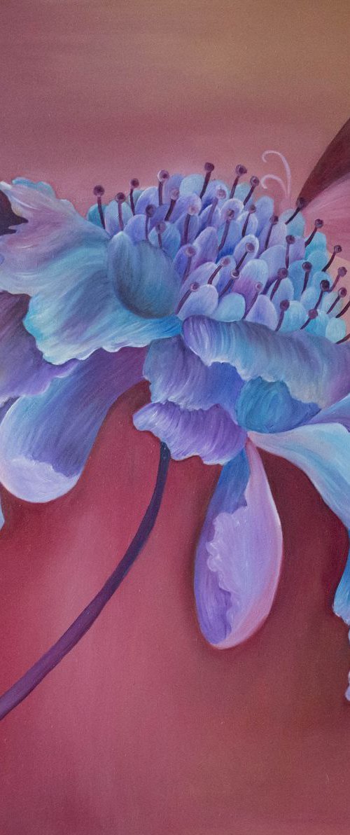 Scabious by Claire  Harrison