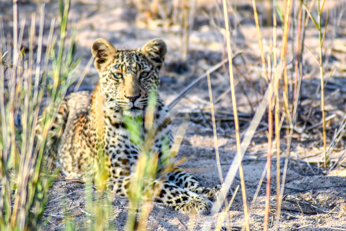 LEOPARD EYES by Fabio Accorri?