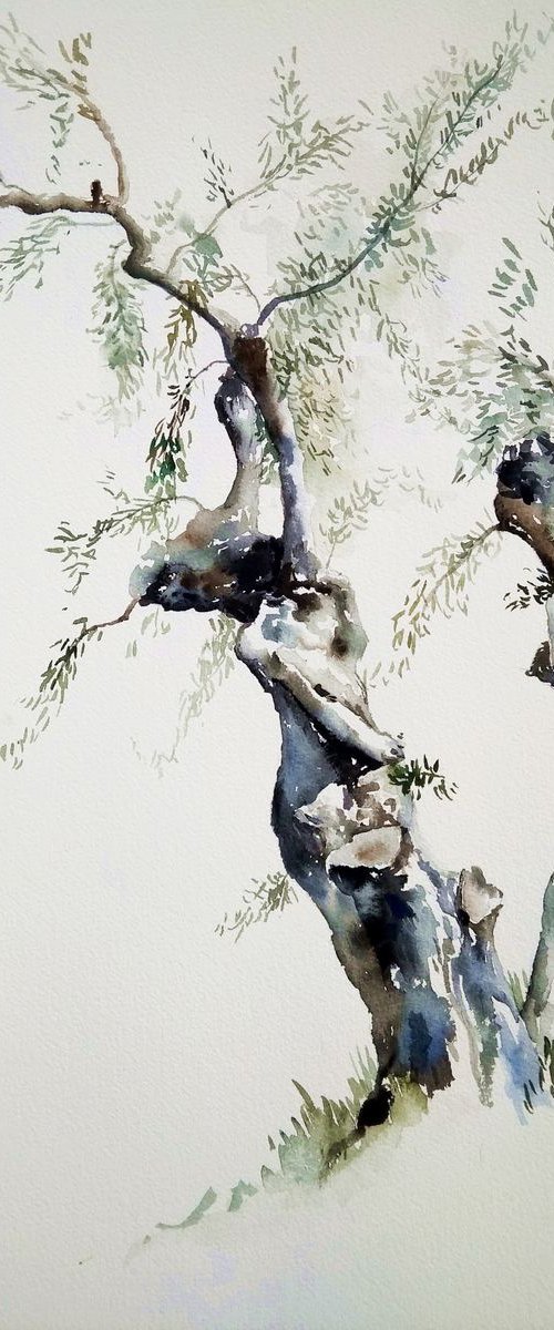 Olive tree by Alexandra Bari