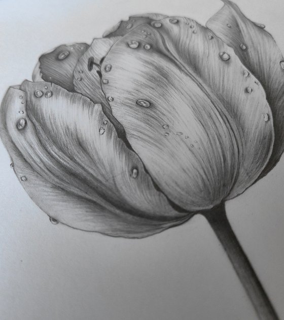 Tulip