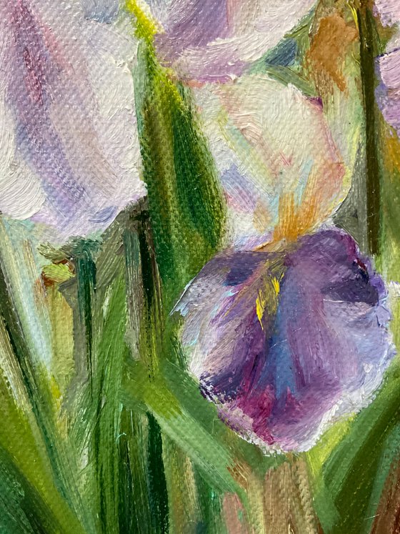 DELICATE IRISES