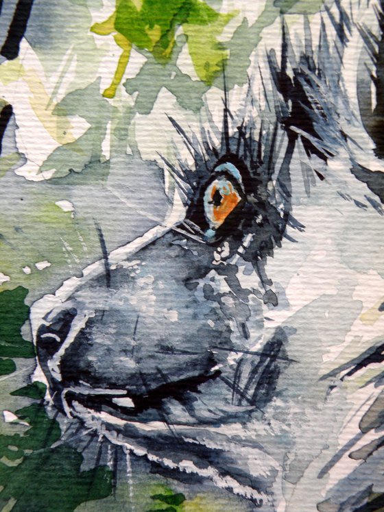 Ring tailed lemur