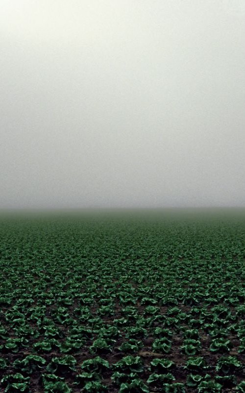 Lettuce Field by James Cooper Images