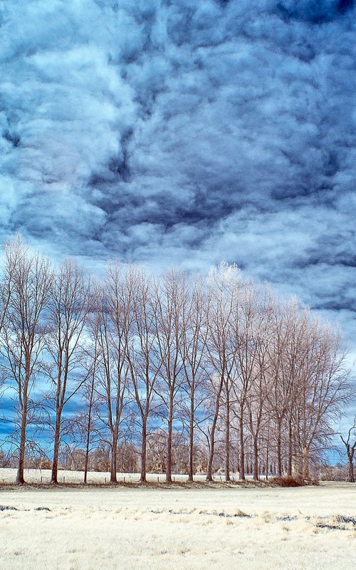 Poplar Trees, Arundel. by Ed Watts
