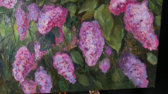 The Sunny Lilac Bush
