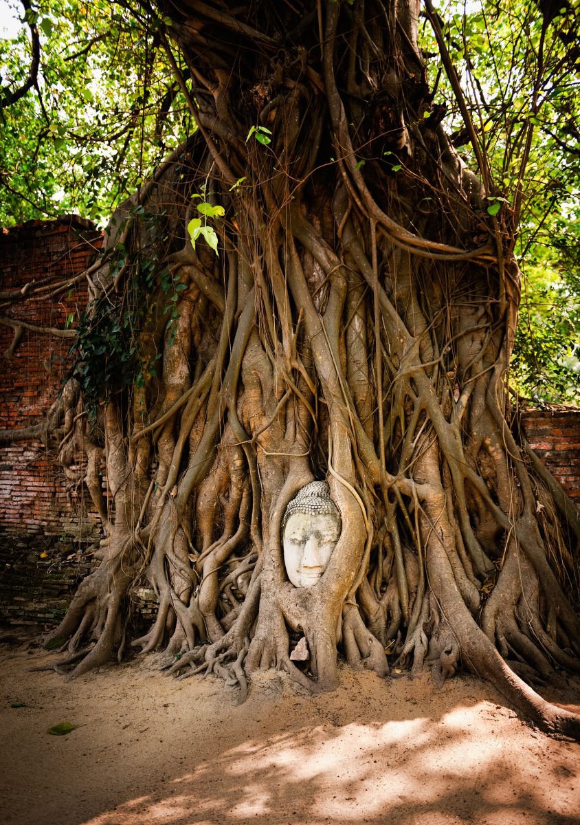 Photorealistic Photograph , Embraced Buddha Head, Ayutthaya By Tom Hanslien, 33 X 47, Artwork For Sale On Artfinder