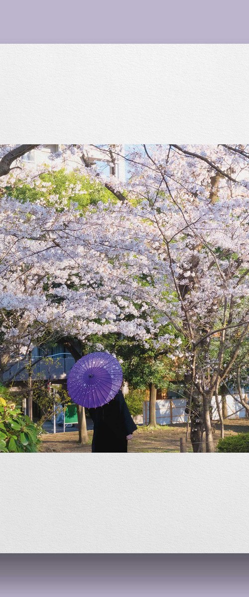 Sakura Umbrella by Vincent Dupont-Blackshaw