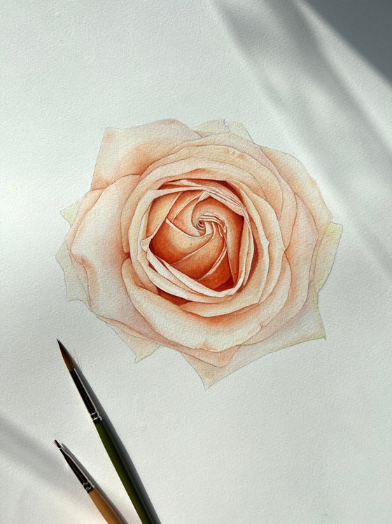 Pastel rose. Original watercolor artwork