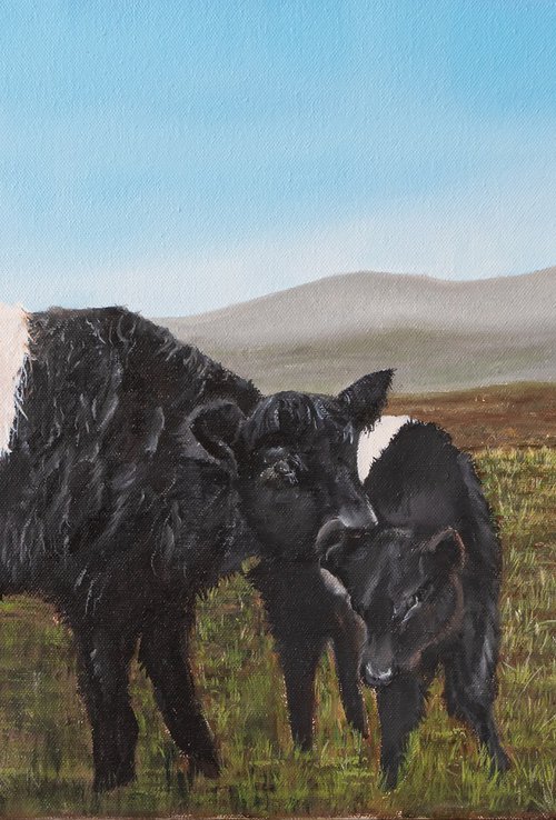 Belted Galloways by Deborah Jayne Young