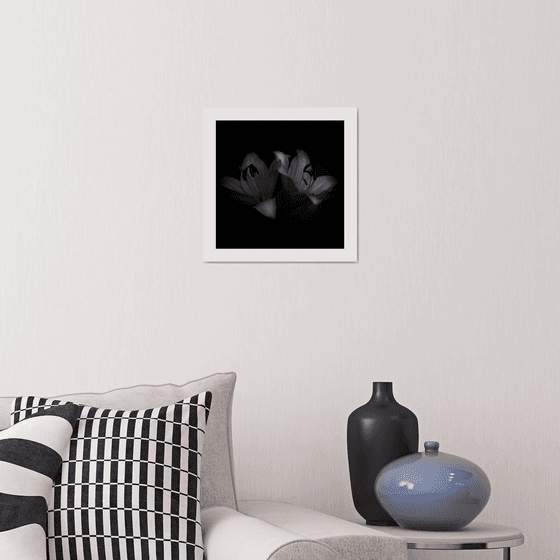 Lily Blooms Number 3 - 12x12 inch Fine Art Photography Limited Edition #1/25