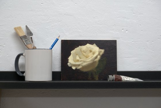 White rose