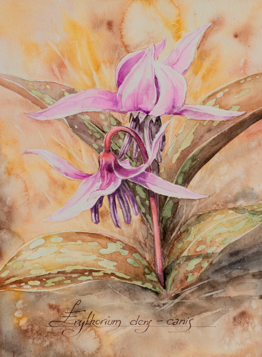 Impressionistic Botanical Watercolour By Eve Mazur, 9 X 13, Erythorium Dens-Canis, Original Artwork