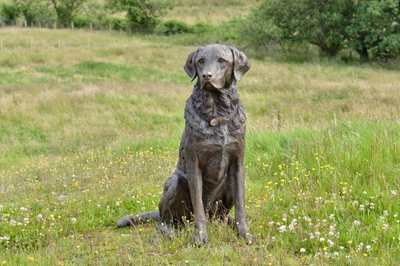 "Harris" Seated Labrador 2 BR