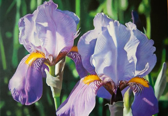 Iris, Flower painting